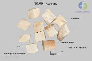茯苓 标本图